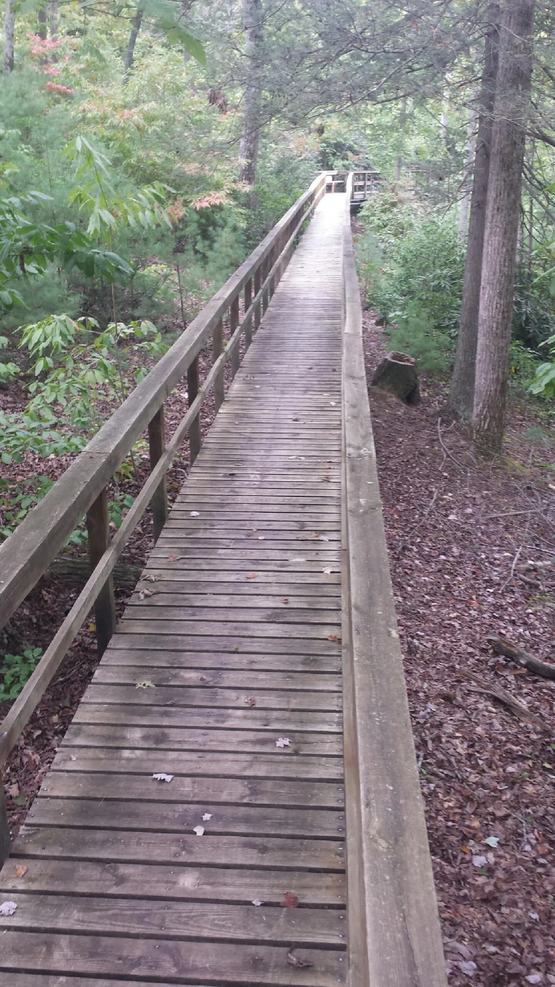 Long wood walkway with handrails built through the woods in Belmond